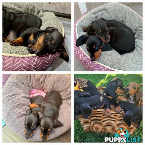 Miniature Dachshund Puppy Purebred