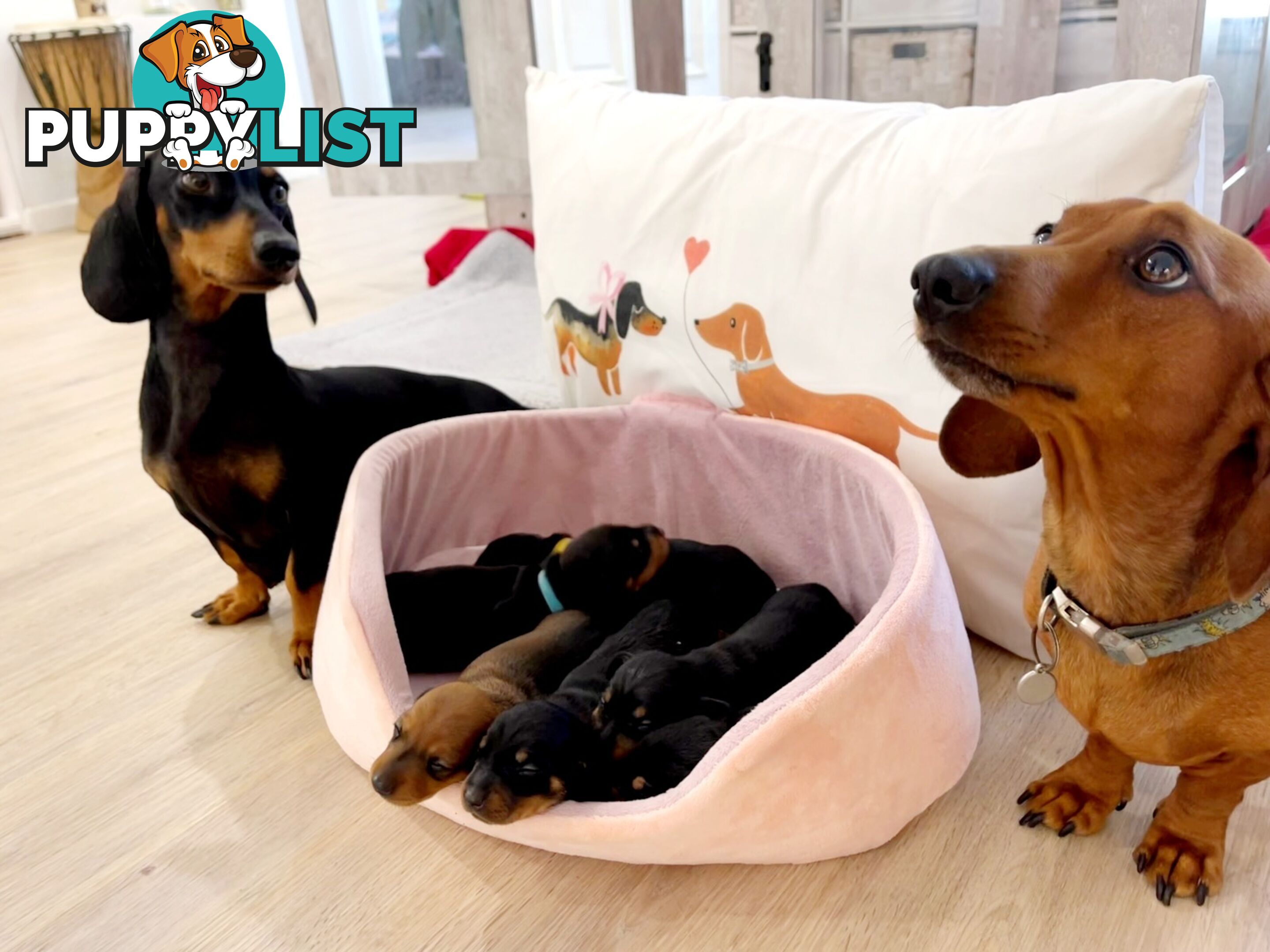 Miniature Dachshund Puppy Purebred