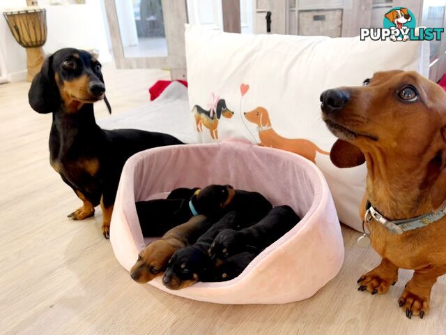 Miniature Dachshund Puppy Purebred