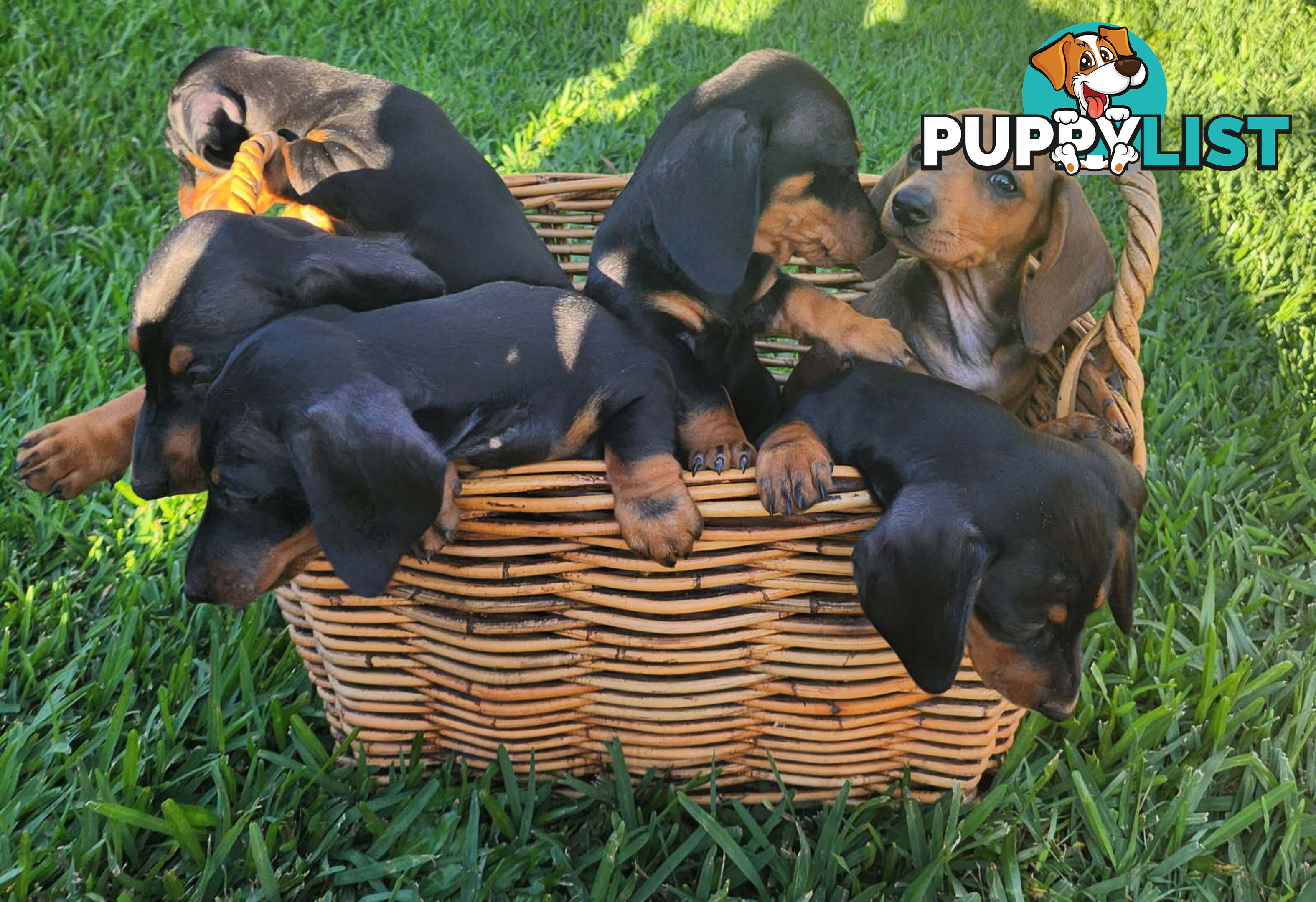 Miniature Dachshund Puppy Purebred