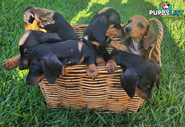 Miniature Dachshund Puppies Purebred
