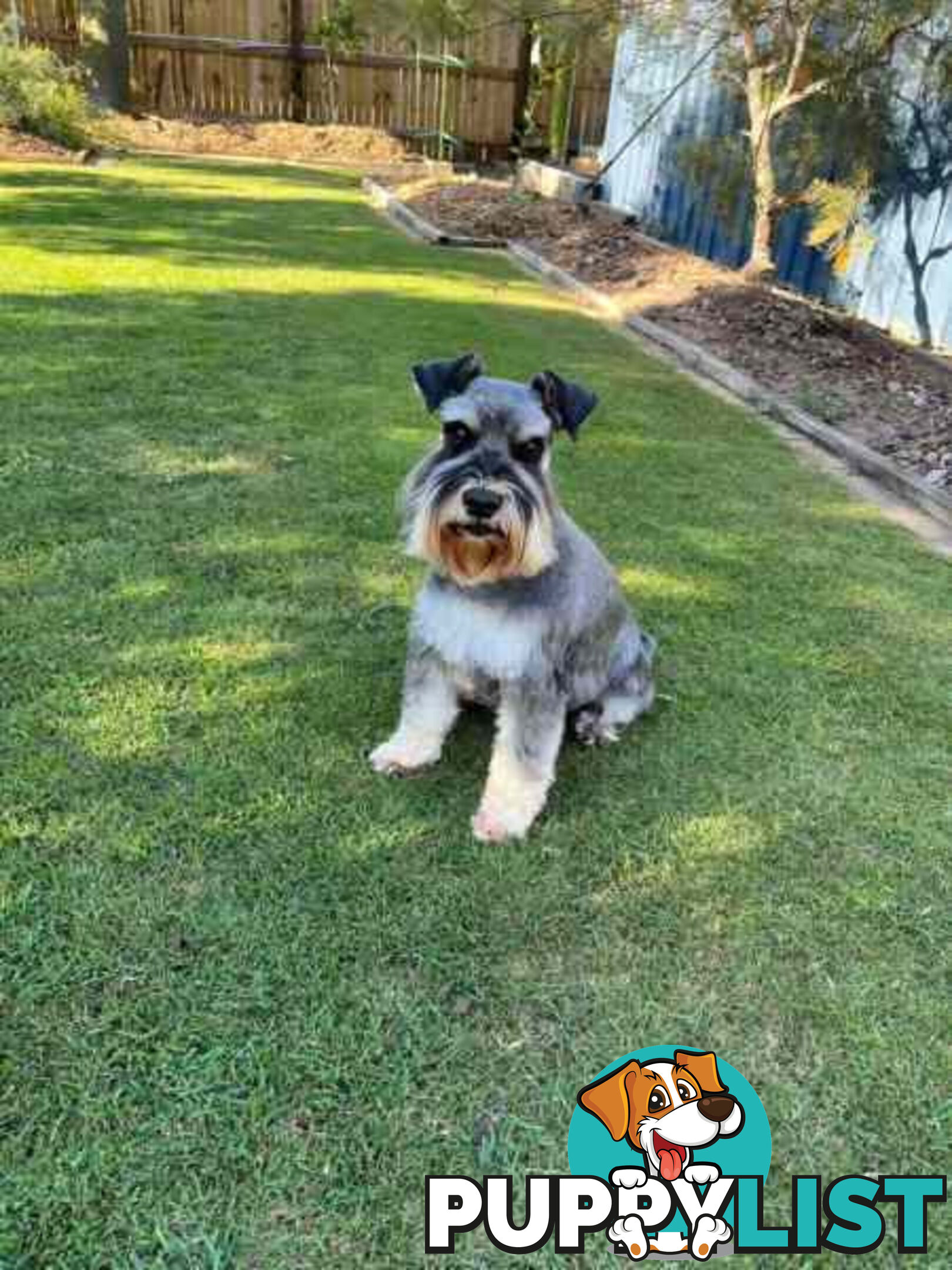 Miniature Schnauzer Puppies (BLACK)