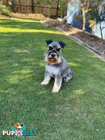 Miniature Schnauzer Puppies (BLACK)