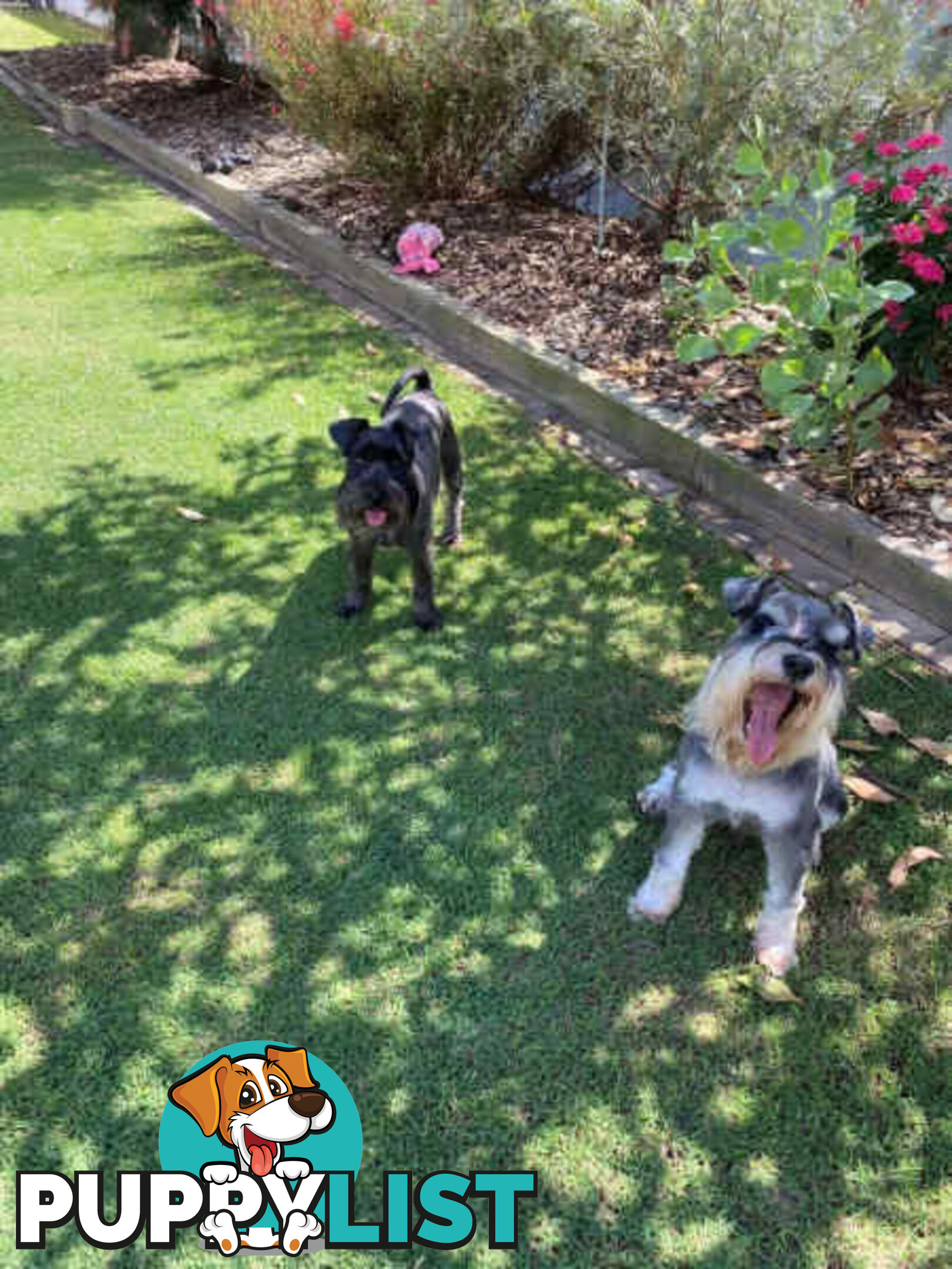 Miniature Schnauzer Puppies (BLACK)