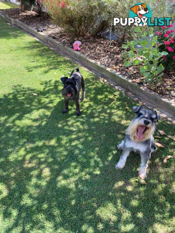 Miniature Schnauzer Puppies (BLACK)