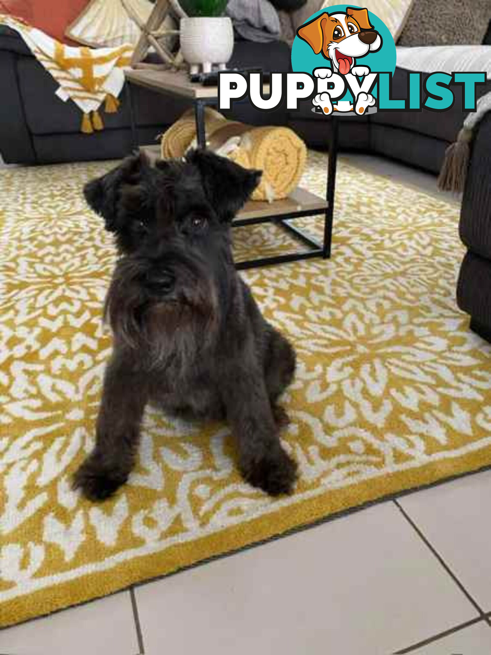 Miniature Schnauzer Puppies (BLACK)