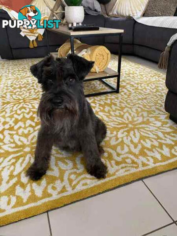 Miniature Schnauzer Puppies (BLACK)