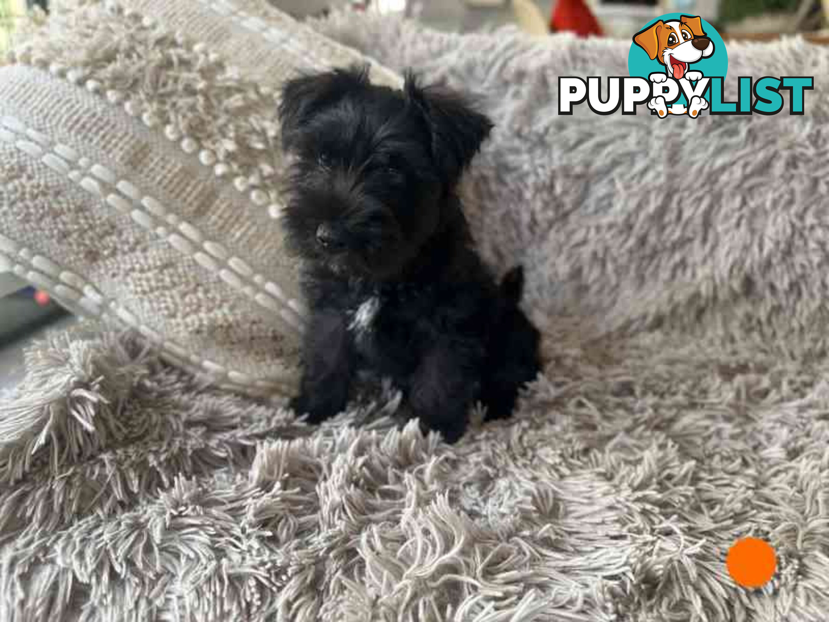 Miniature Schnauzer Puppies (BLACK)