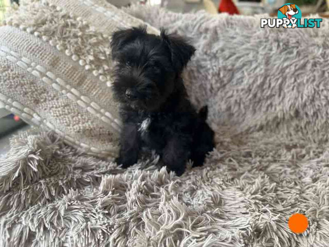 Miniature Schnauzer Puppies (BLACK)