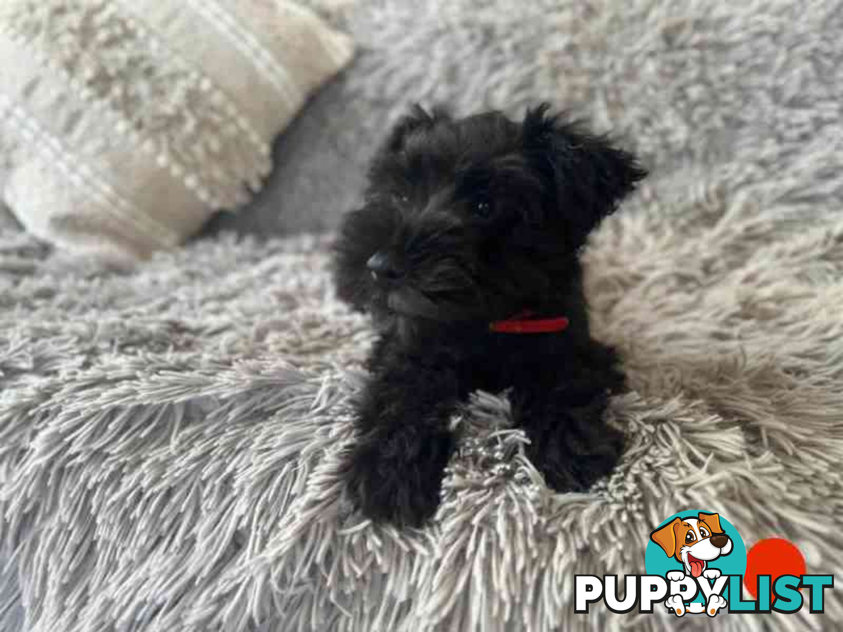 Miniature Schnauzer Puppies (BLACK)