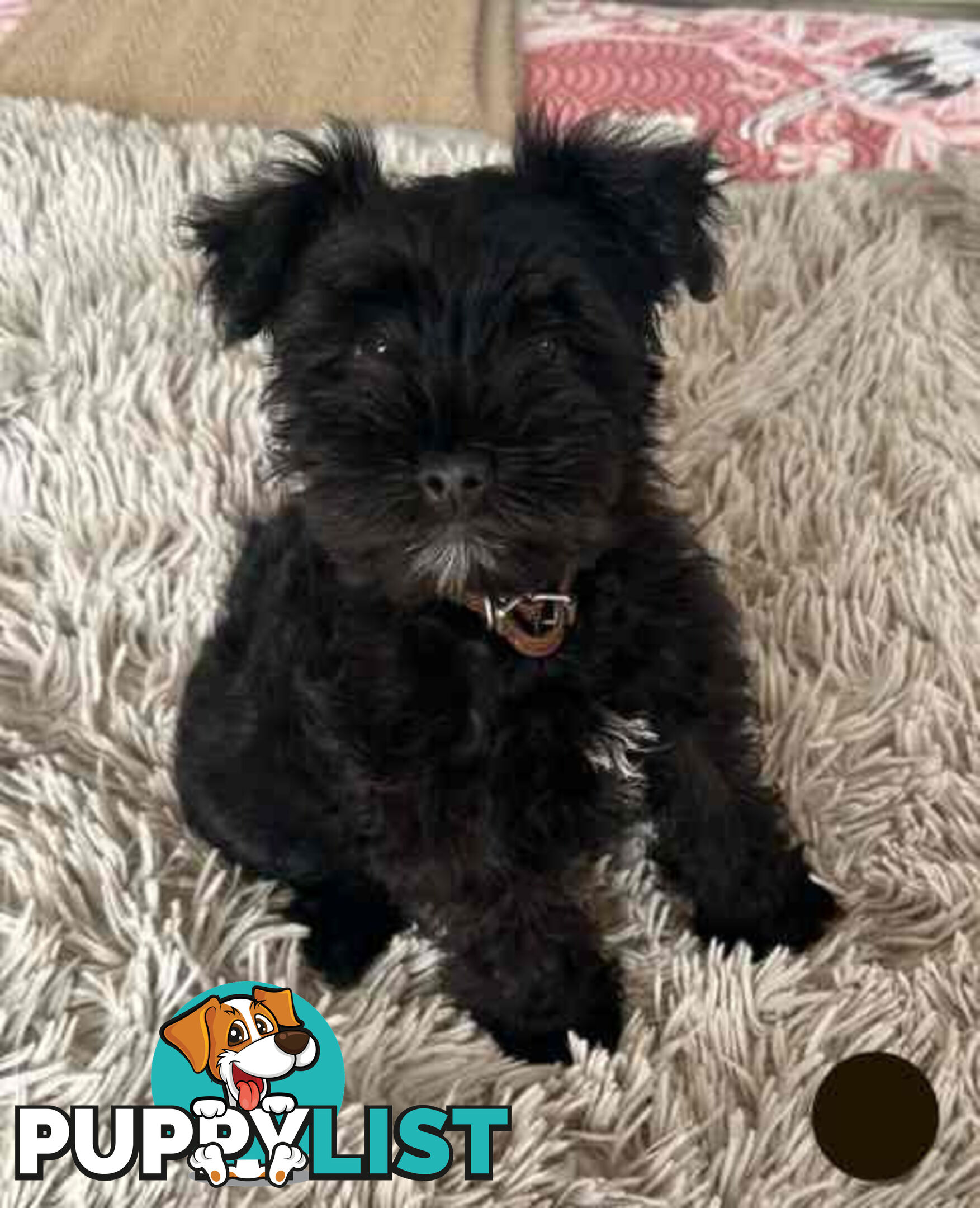 Miniature Schnauzer Puppies (BLACK)