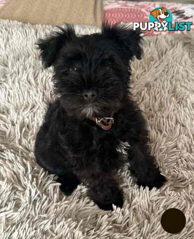 Miniature Schnauzer Puppies (BLACK)