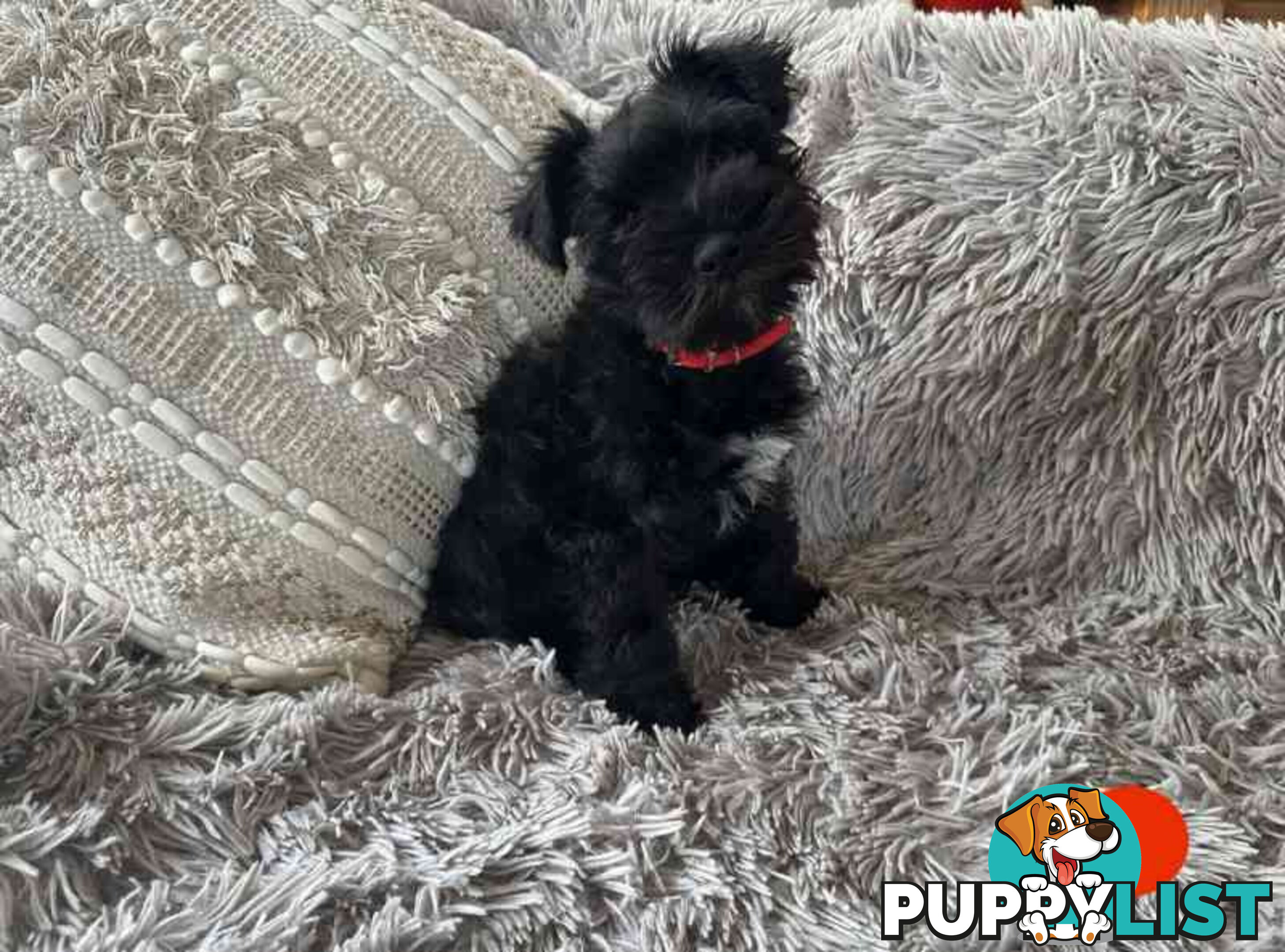 Miniature Schnauzer Puppies (BLACK)