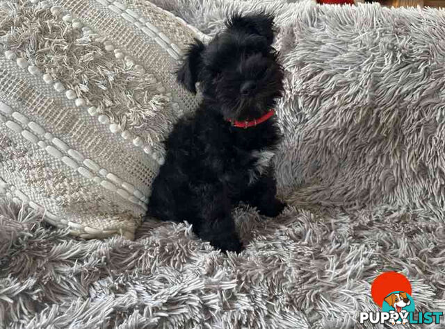 Miniature Schnauzer Puppies (BLACK)