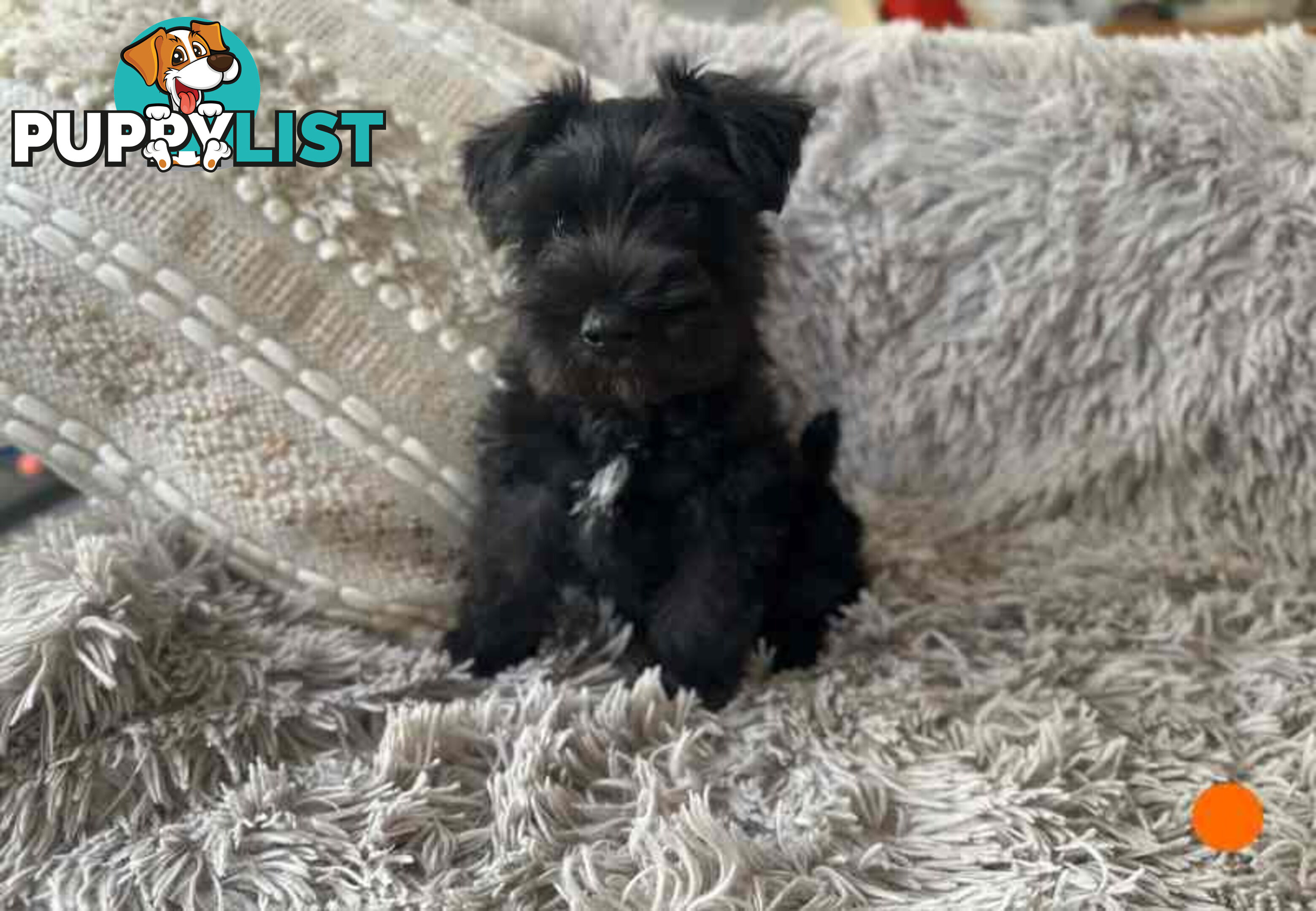 Miniature Schnauzer Puppies (BLACK)