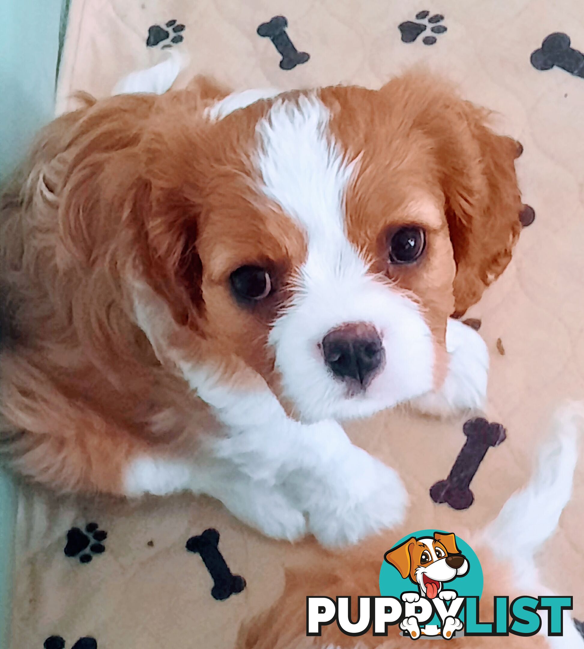 King Charles Cavalier Puppies