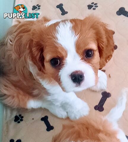 King Charles Cavalier Puppies