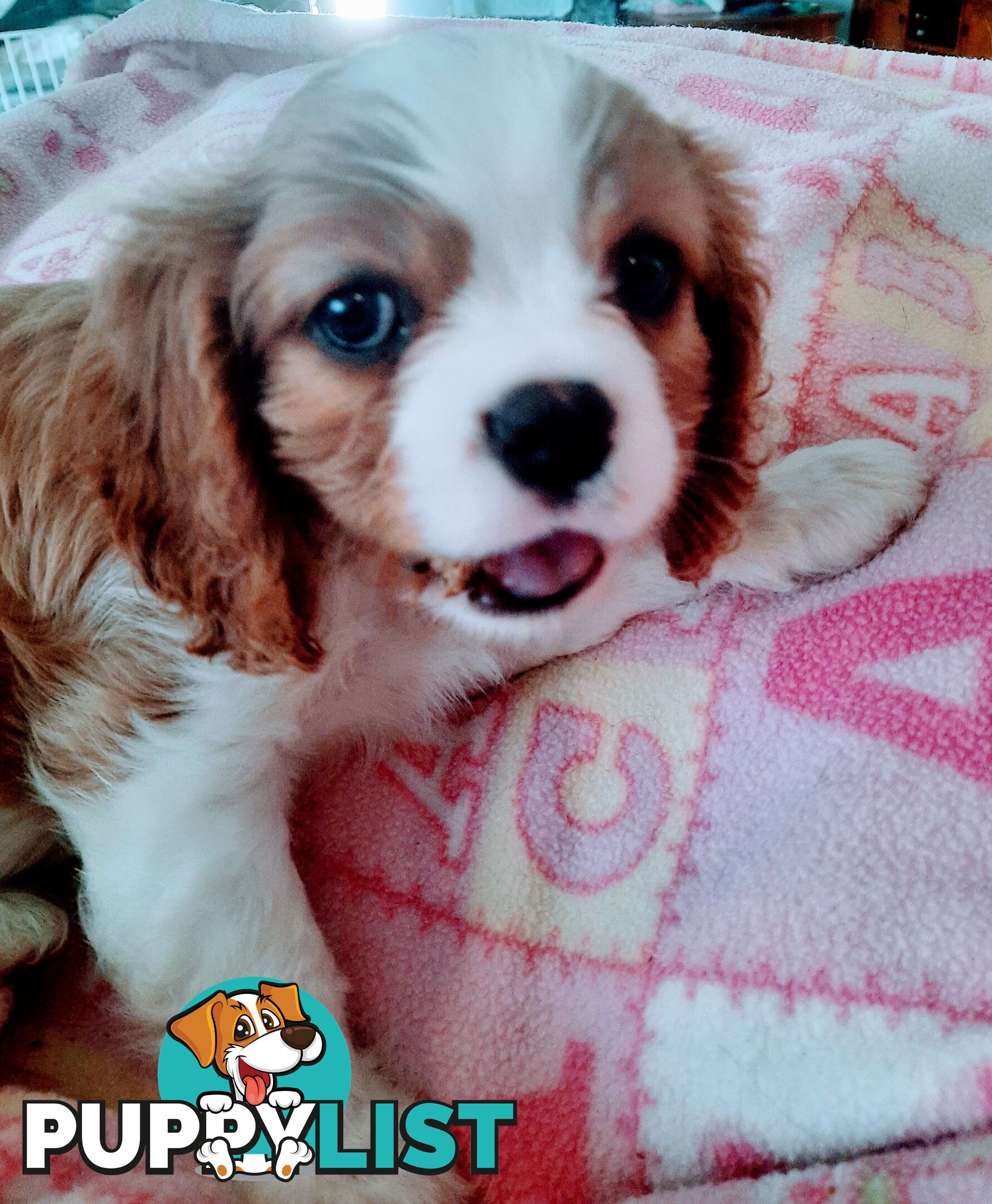 King Charles Cavalier Puppies