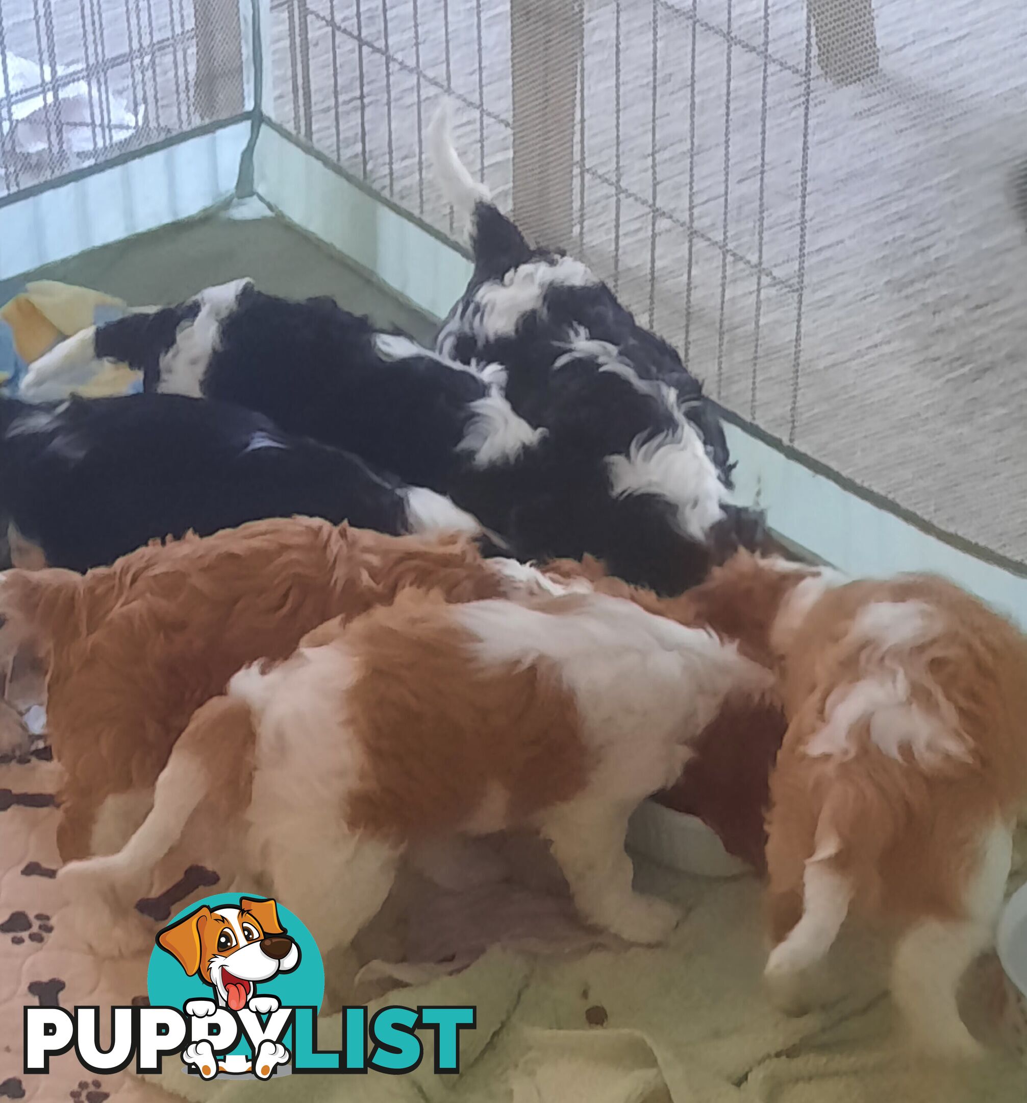 King Charles Cavalier Puppies