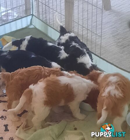 King Charles Cavalier Puppies