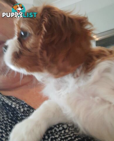 King Charles Cavalier Puppies