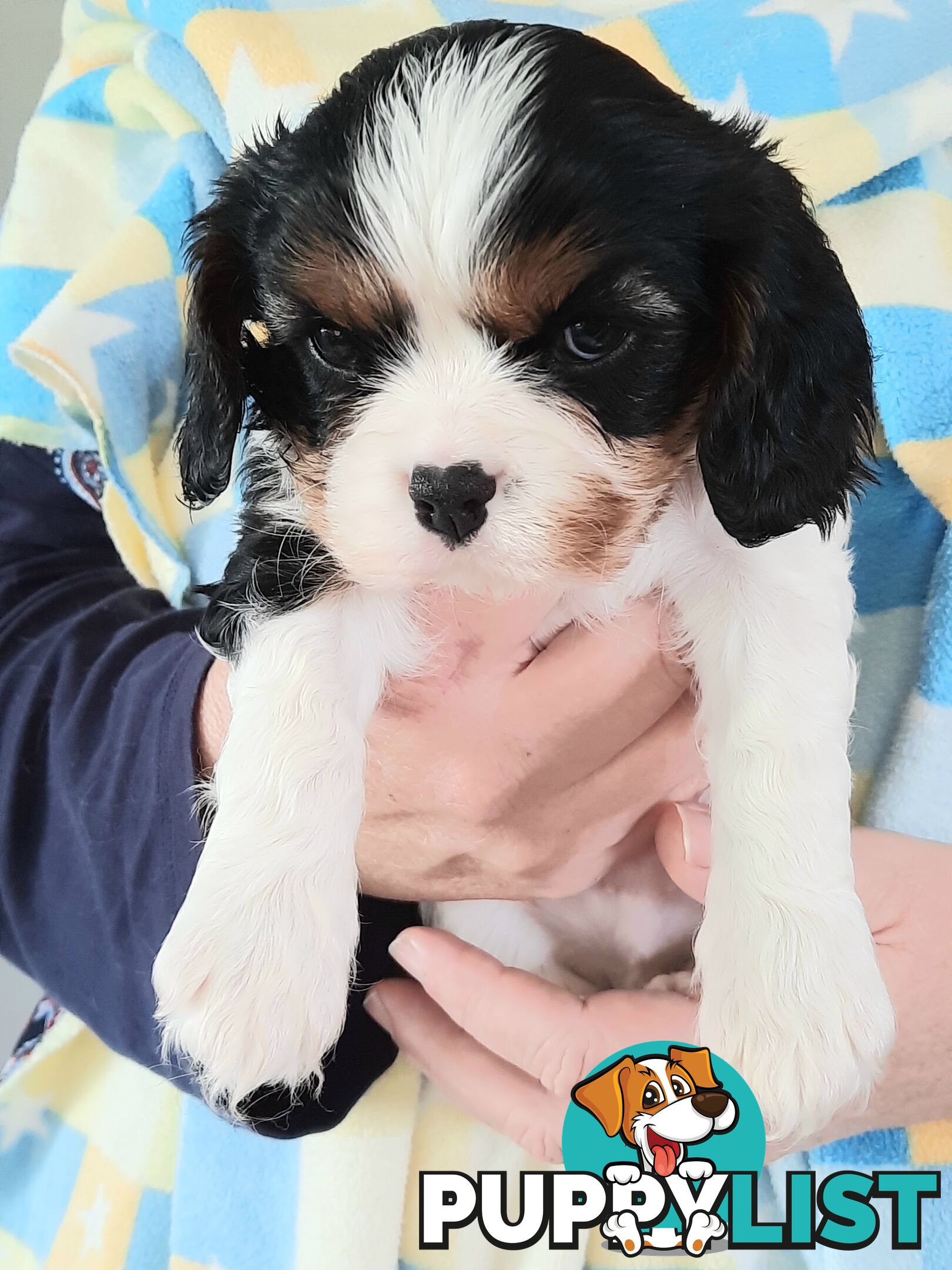 King Charles Cavalier Puppies