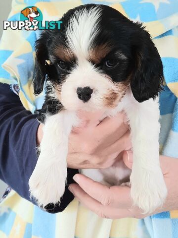 King Charles Cavalier Puppies