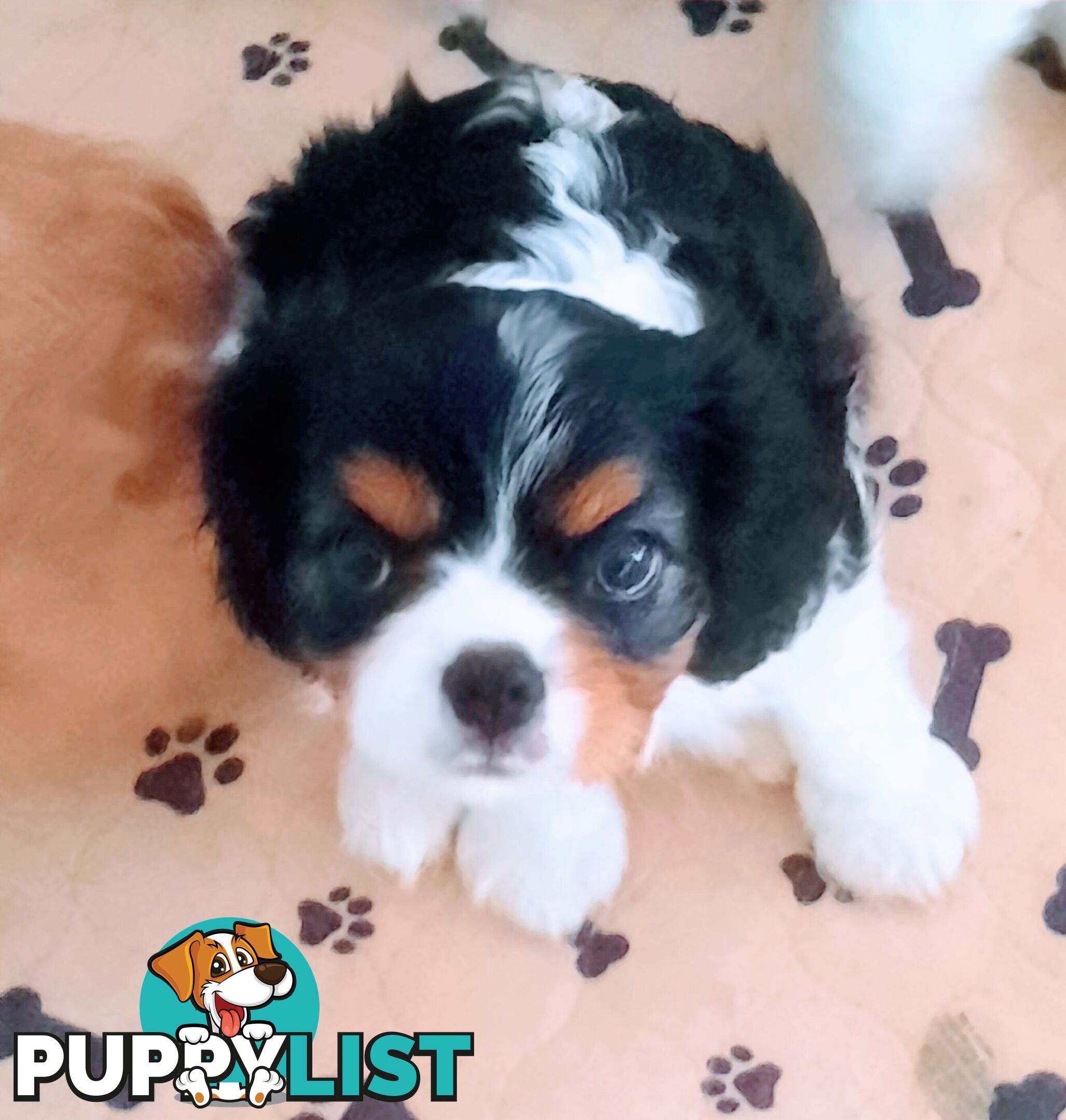 King Charles Cavalier Puppies