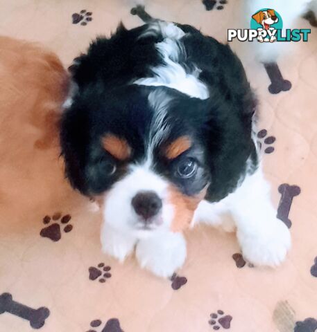 King Charles Cavalier Puppies