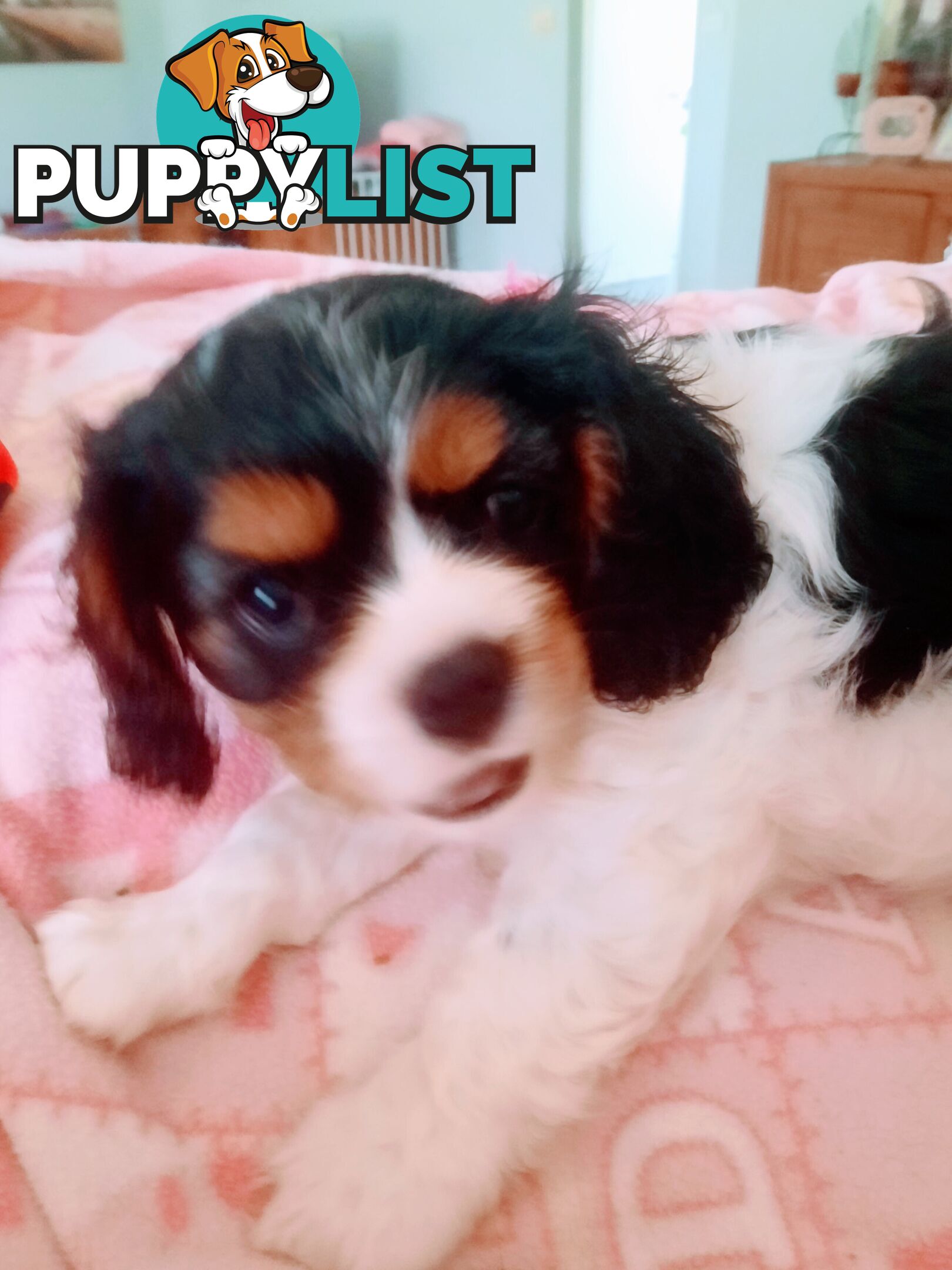 King Charles Cavalier Puppies