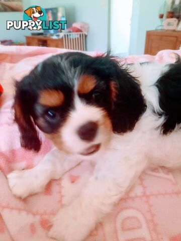 King Charles Cavalier Puppies