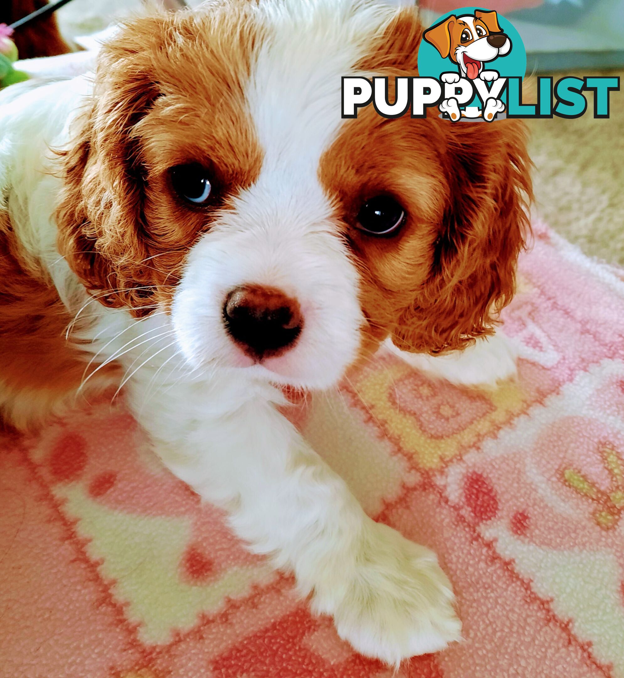 King Charles Cavalier Puppies