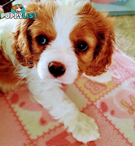 King Charles Cavalier Puppies