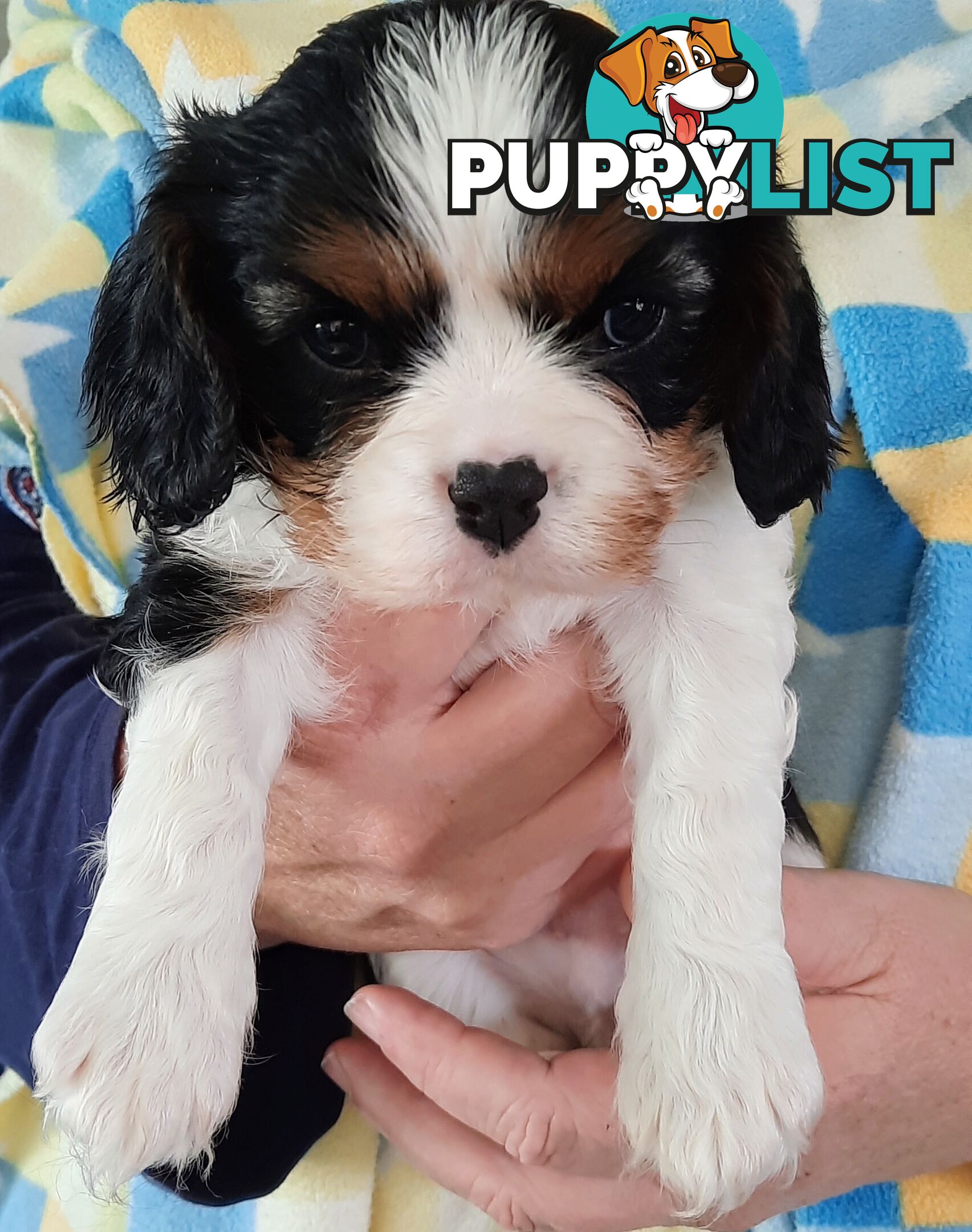 King Charles Cavalier Puppies