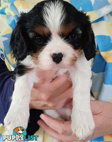 King Charles Cavalier Puppies