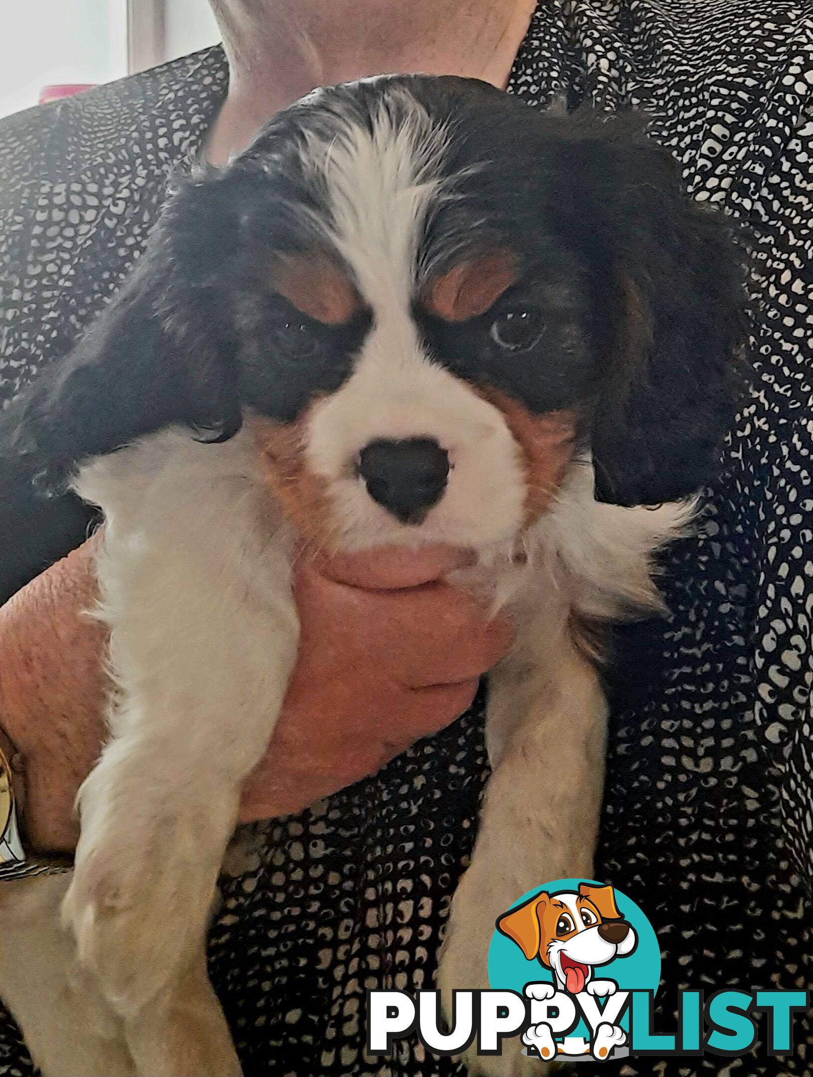 King Charles Cavalier Puppies