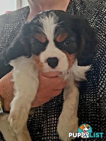 King Charles Cavalier Puppies