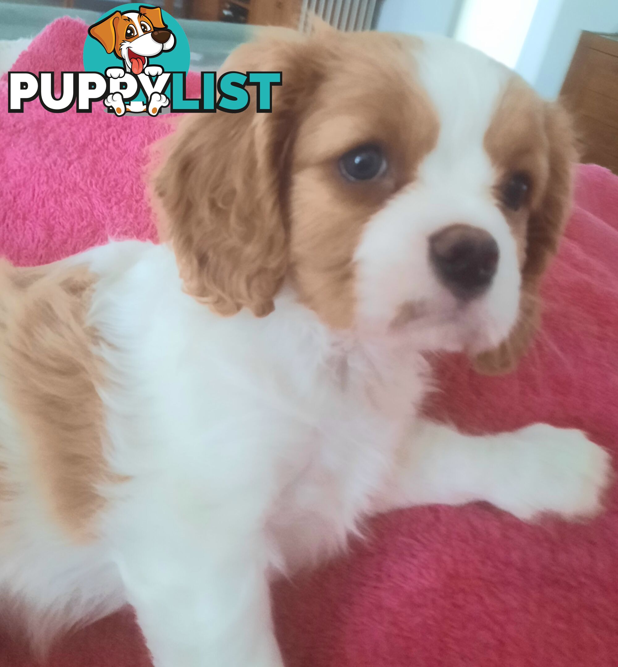 King Charles Cavalier Puppies