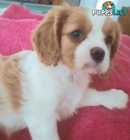 King Charles Cavalier Puppies