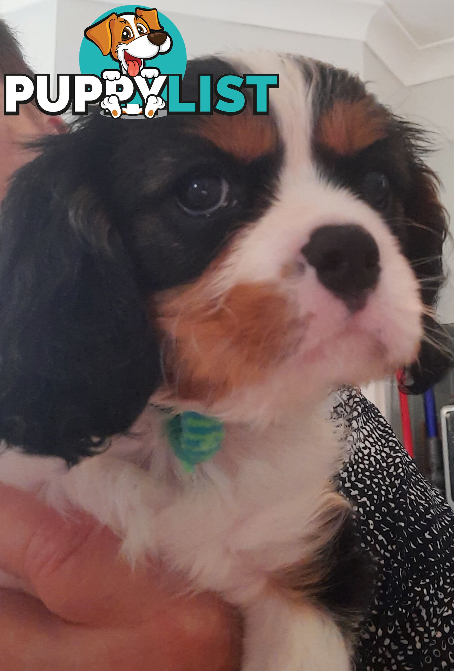 King Charles Cavalier Puppies