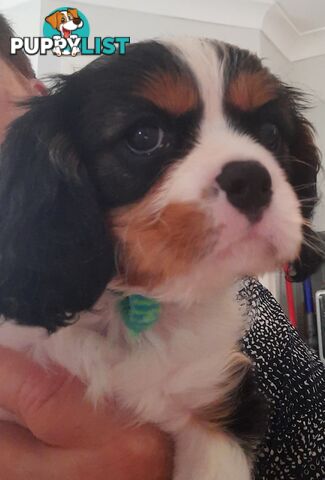 King Charles Cavalier Puppies