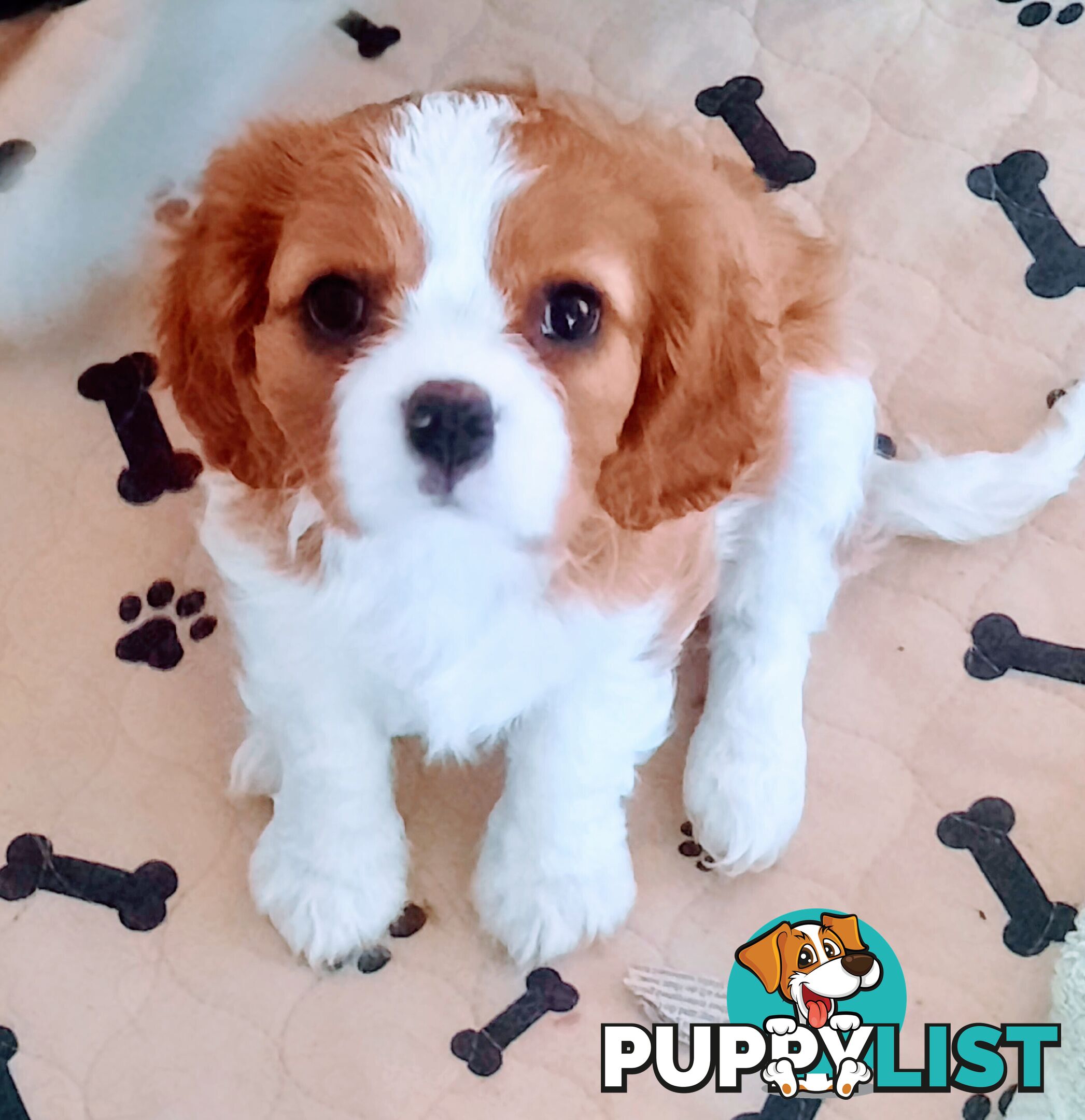 King Charles Cavalier Puppies