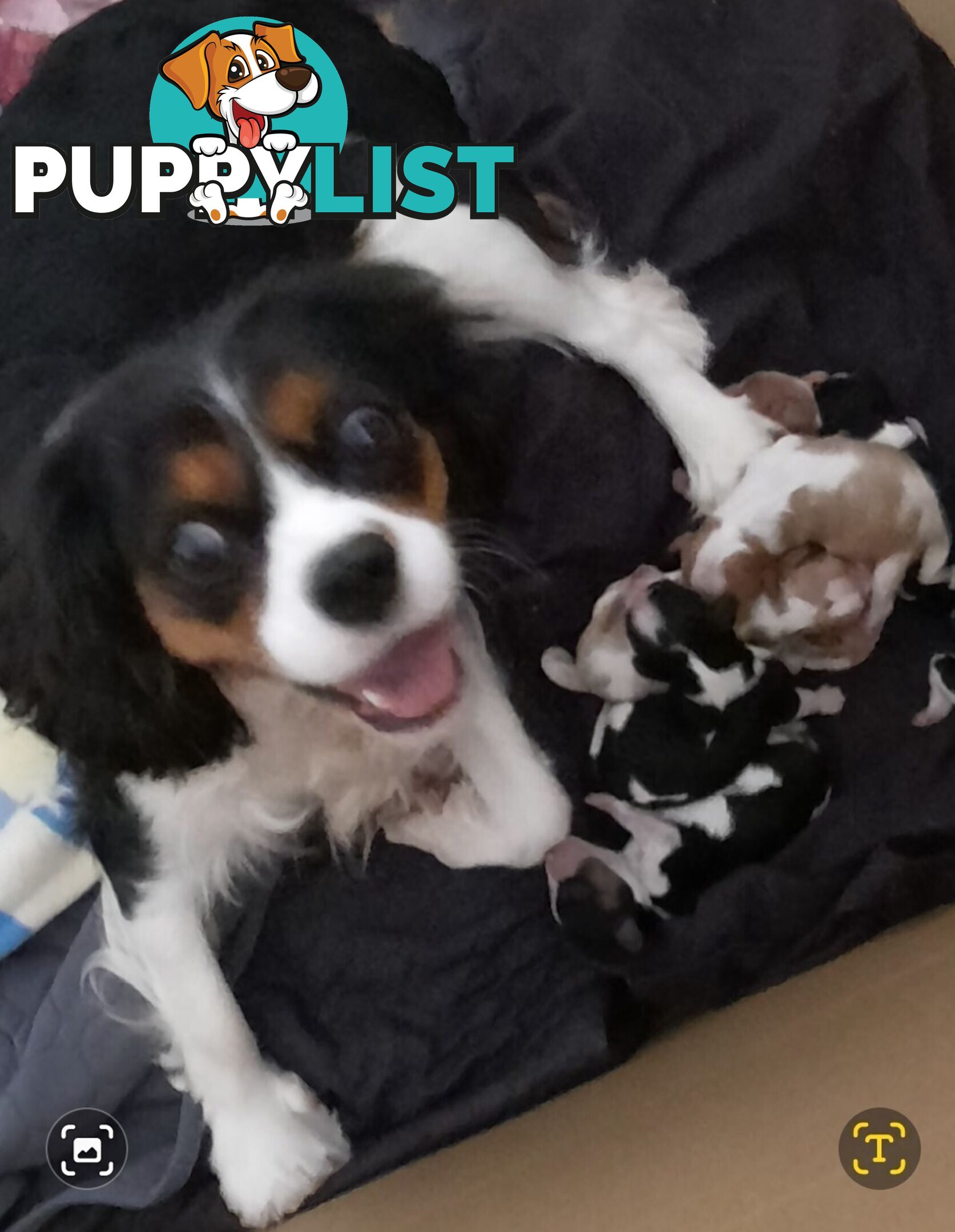 King Charles Cavalier Puppies