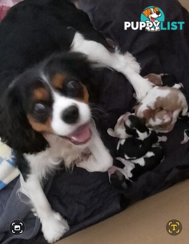 King Charles Cavalier Puppies