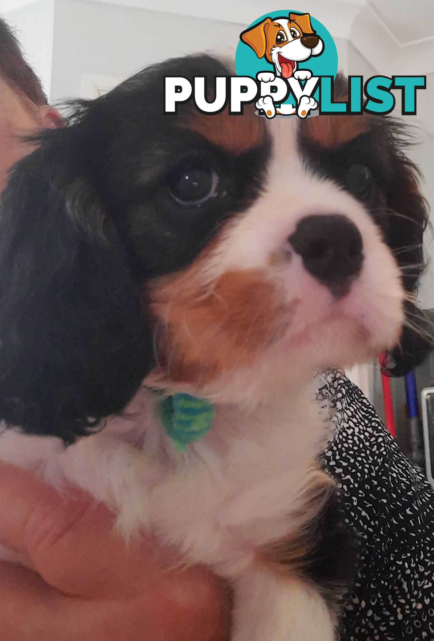 King Charles Cavalier Puppies