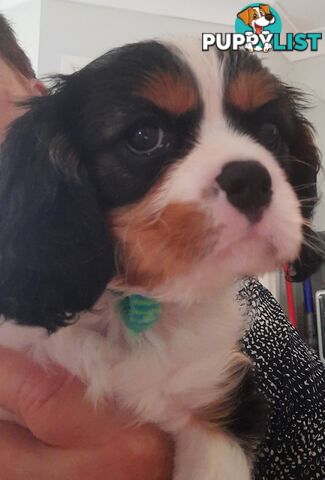 King Charles Cavalier Puppies