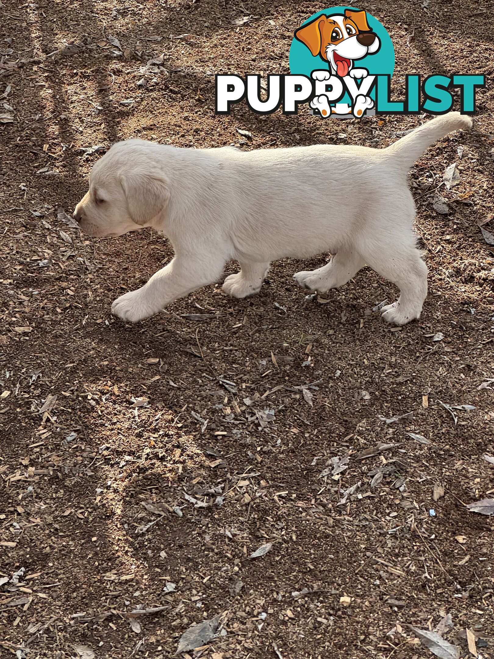 Labrador pups