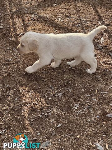 Labrador pups