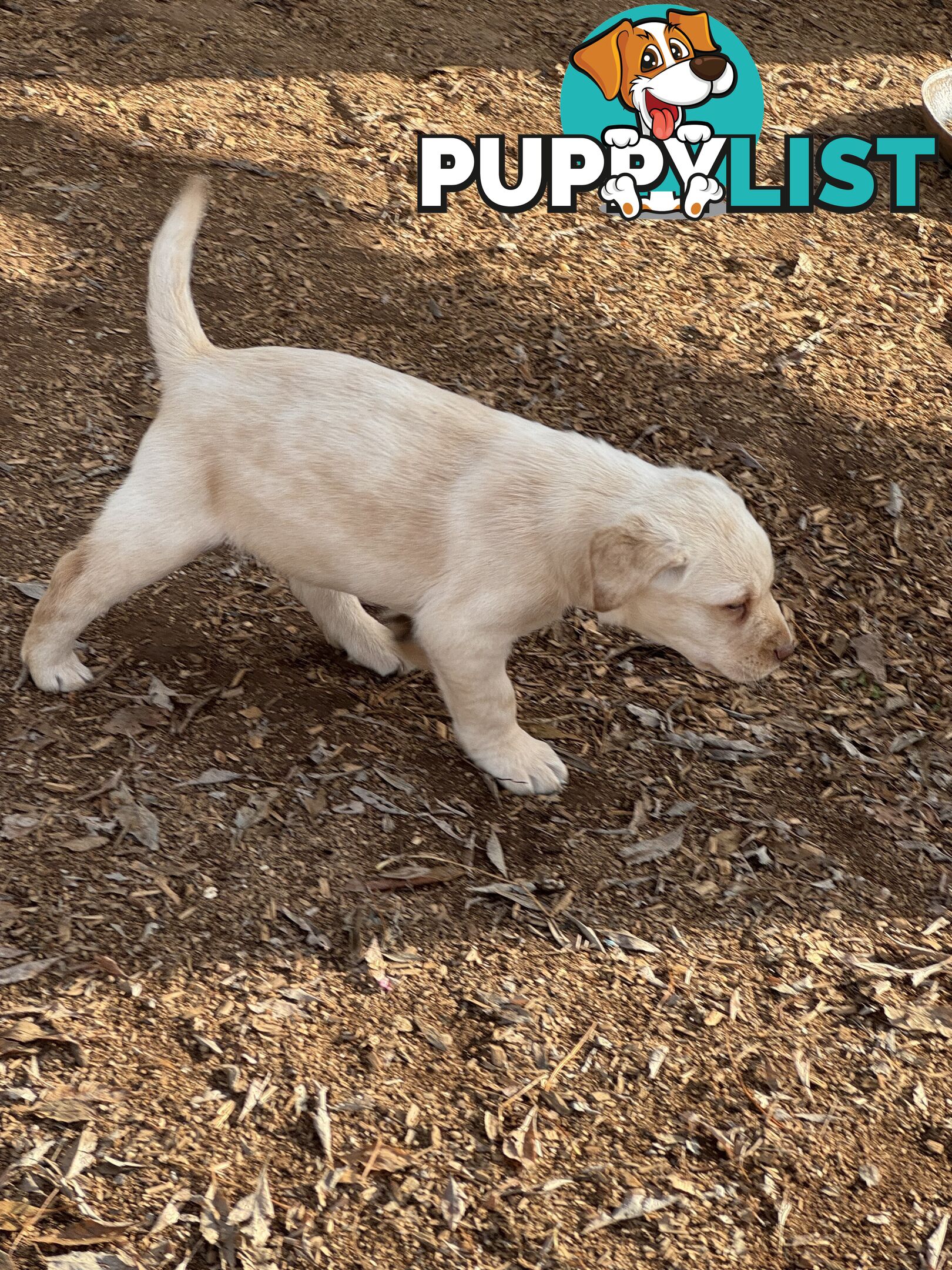 Labrador pups