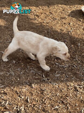 Labrador pups